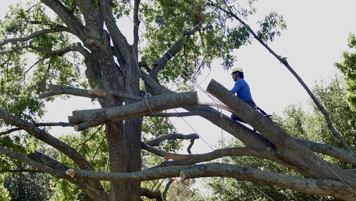 Professional Crown Thinning performed by certified arborists in Gardner